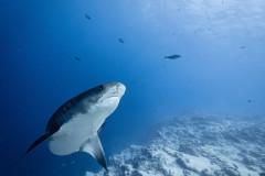 Fuvahmulah-Tiger-Shark-Diving30