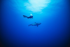 Fuvahmulah-Tiger-Shark-Diving31