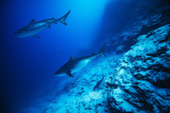 Fuvahmulah-Tiger-Shark-Diving32