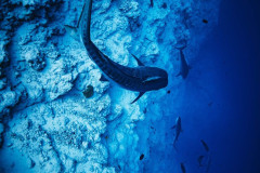 Fuvahmulah-Tiger-Shark-Diving33