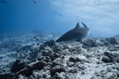 Fuvahmulah-Tiger-Shark-Diving34