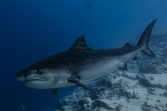 Fuvahmulah-Tiger-Shark-Diving35