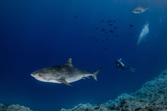 Fuvahmulah-Tiger-Shark-Diving4