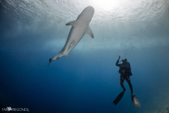 Fuvahmulah-Tiger-Shark-Diving5