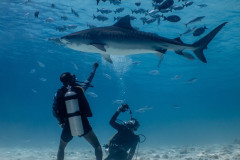 Fuvahmulah-Tiger-Shark-Diving6