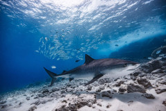 Fuvahmulah-Tiger-Shark-Diving7