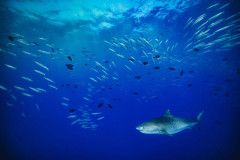 Fuvahmulah-Tiger-Shark-Diving8