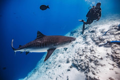 Fuvahmulah-Tiger-Shark-Diving9