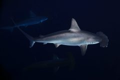 Hammerhead-Shark-Diving-in-Fuvahmulah