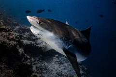 Happy-Jaw-TIger-Shark-Diving-Fuvahmulah