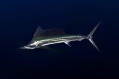 Pelagic-Scuba-Diving-in-Fuvahmulah