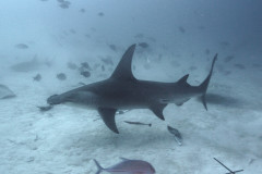 Shark-Maniacs-Great-Hammerhead