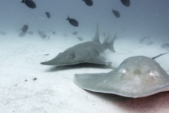 Shark-Maniacs-Guitar-Shark