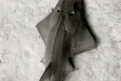Shark-Maniacs-Guitar-Shark