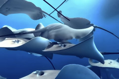 Shark-Maniacs-Rays
