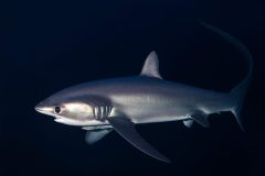 Thresher-Shark-Diving-in-Fuvahmulah