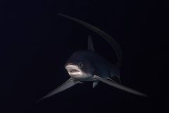 Thresher-Shark-Diving-in-Fuvahmulah1