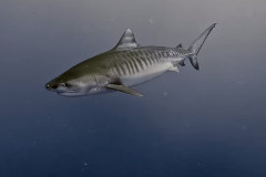 Tiger-Shark-Diving-Fuvahmulah