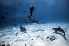 Tiger-Shark-Freediving-in-Fuvahmulah