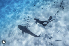Tiger-Shark-Freediving-in-Fuvahmulah1