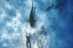 Tiger-Shark-Freediving-in-Fuvahmulah2