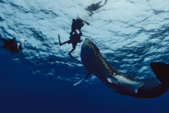 Whale-Shark-Diving-in-Fuvahmulah1