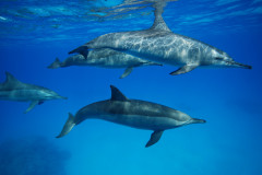 Delphine im Roten Meer.