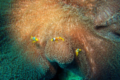 DCIM100GOPROGOPR3539.JPG