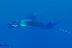 Mantarochen