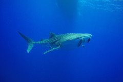 DCIM100GOPROGOPR0715.JPG