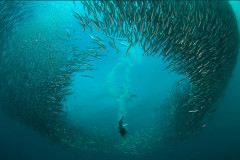 Sardinen