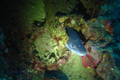 Conger in der Teti