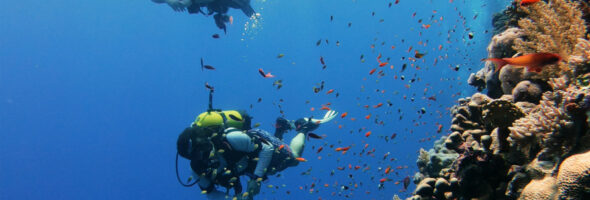 Rotes Meer – Elba Reef 2024